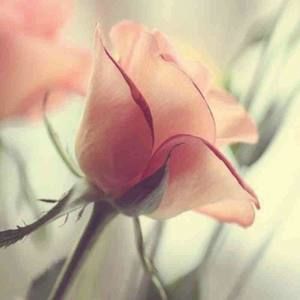 Meet your Posher, Karin